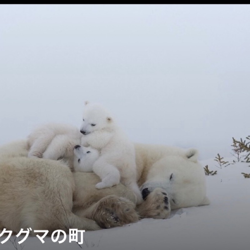みしゃっこ