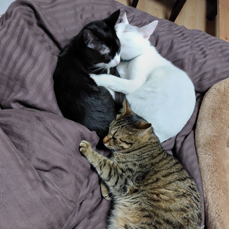 コハクとなつめ