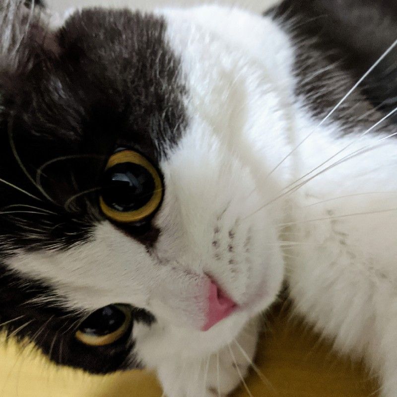 ルナちゃんの家族