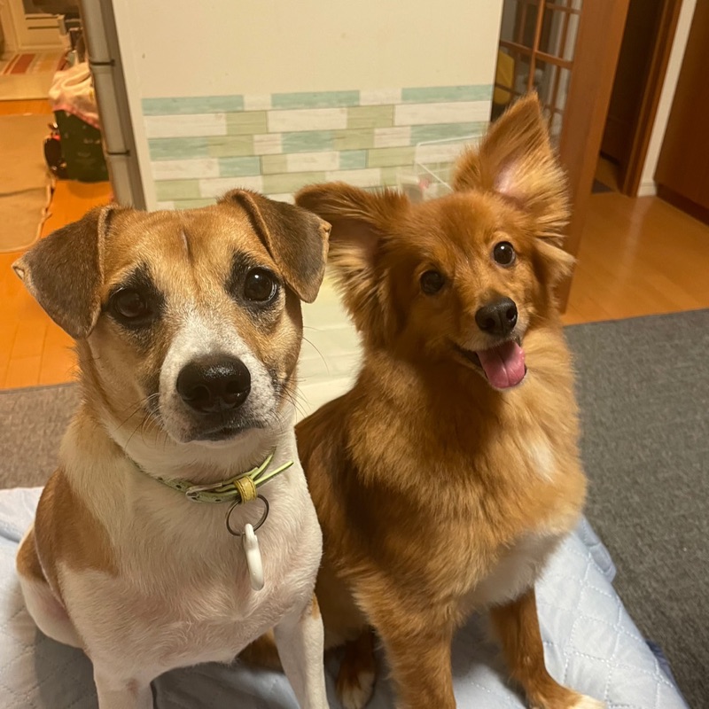 いぶ＆ティガー