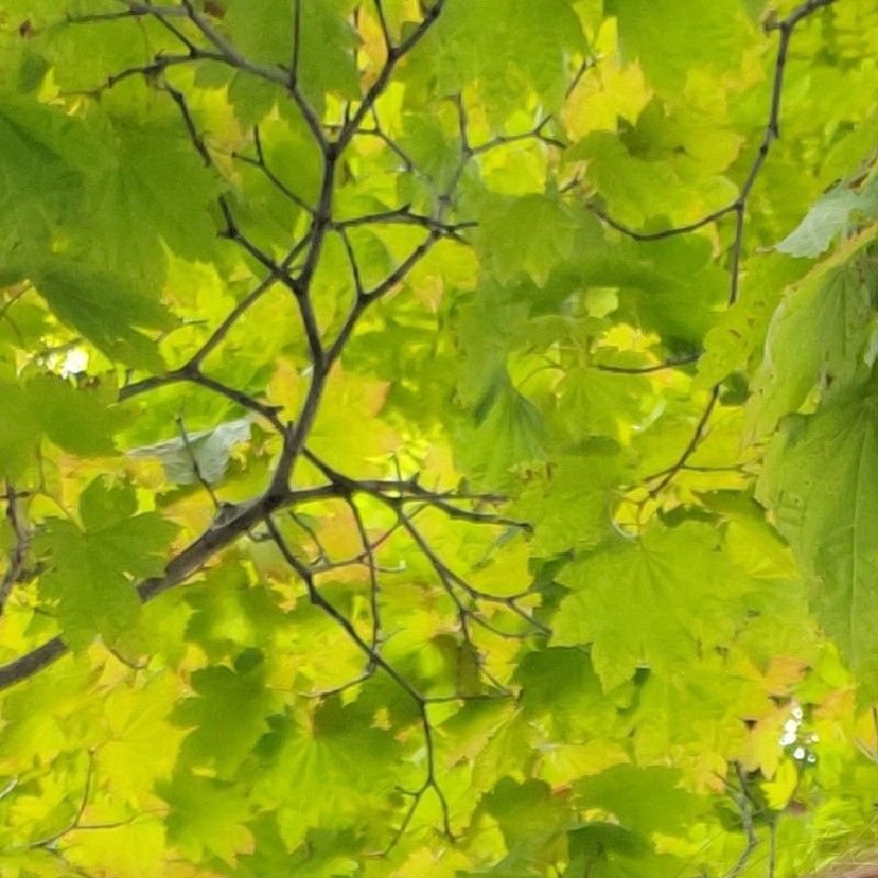 いけしゅうこう