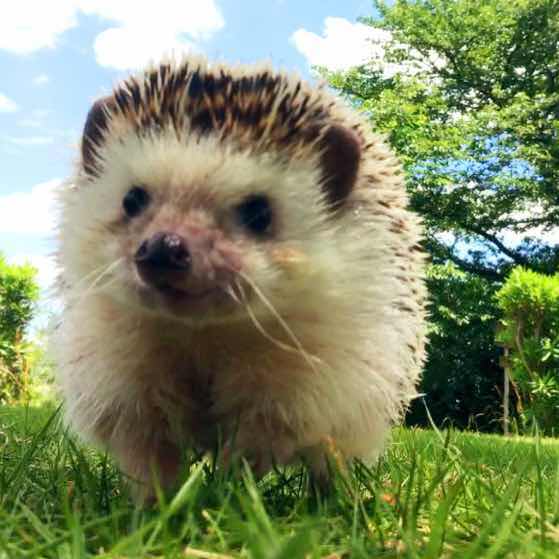 くまあさこʕ•ᴥ•ʔ