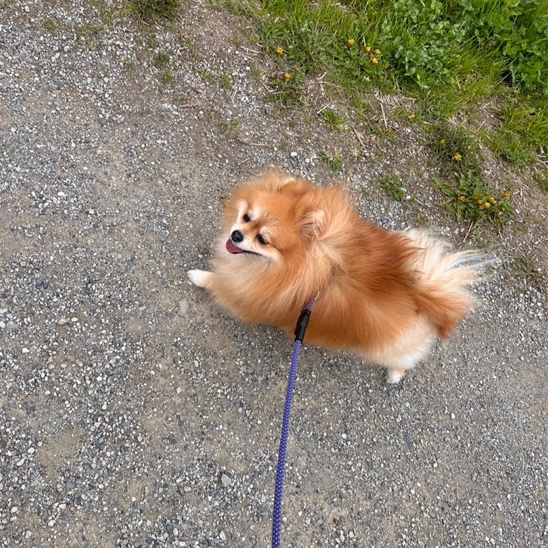 妙咲