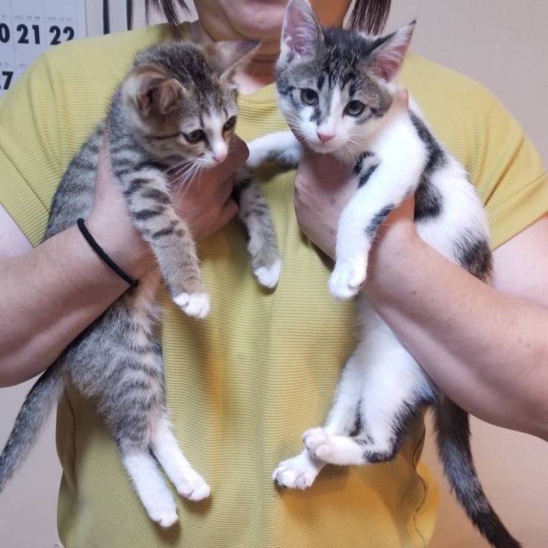 SP 野良猫姫親衛隊　psa10 野良猫0zero0プロジェクト | OMUSUBI by ペトコト｜保護犬・保護