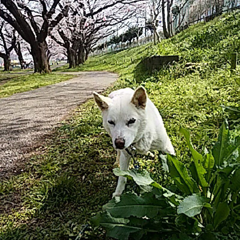 角刈り山田太郎