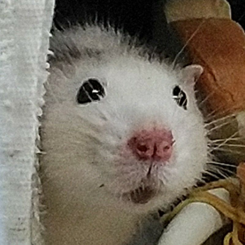 ダンボラットかもしれないチュウチュウさん