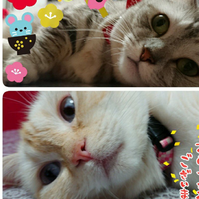 ステマリハルマ