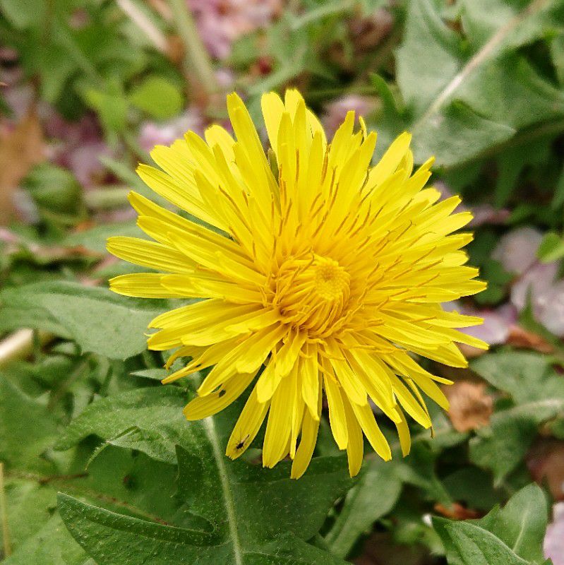 わたなべようこ