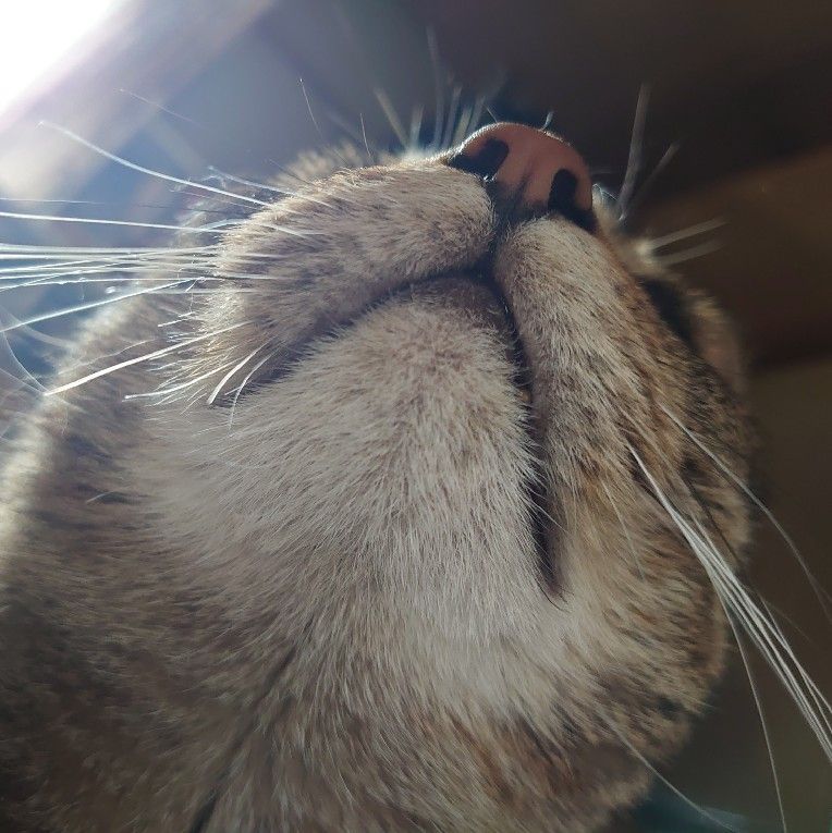 わかばやし ちよ