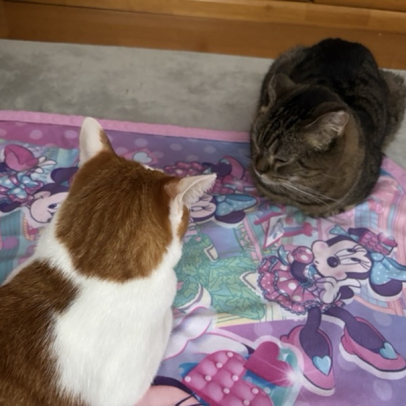 ☆さっち☆彡.。