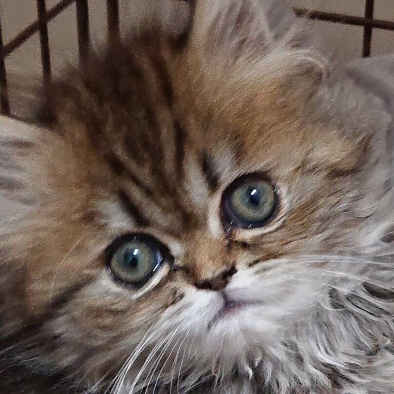 ほうじょう なつ