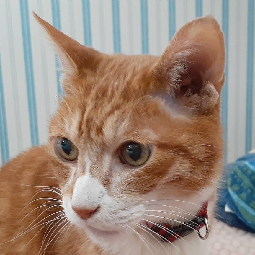 なかにしゆりか