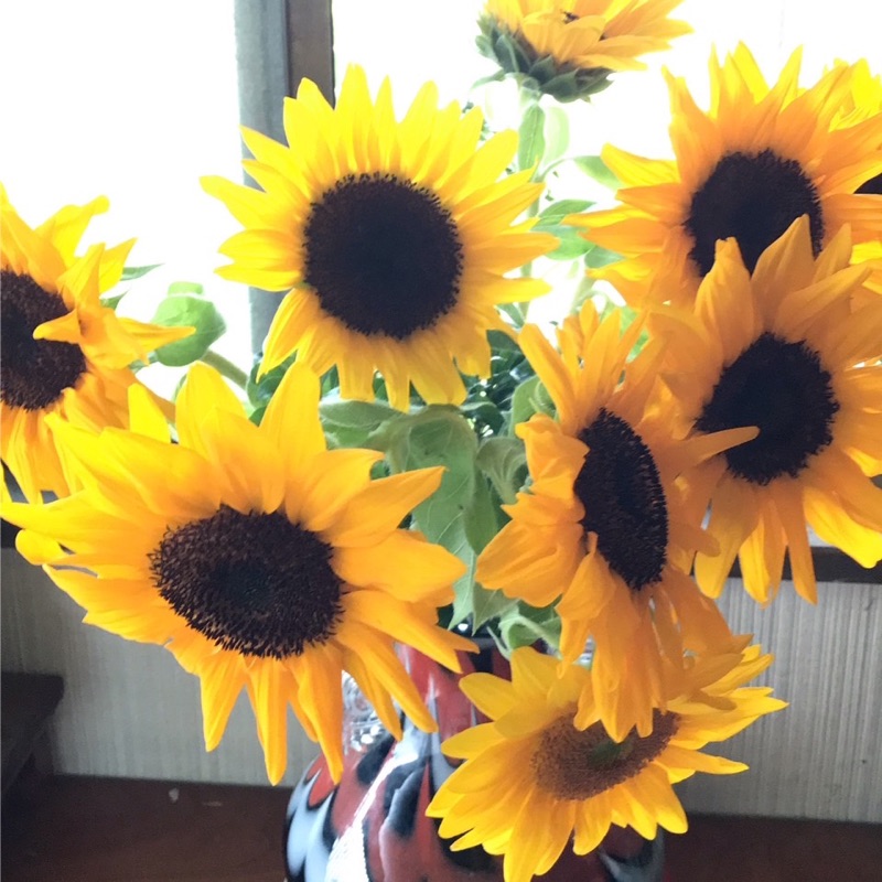 🌻たかはしともこ🌻