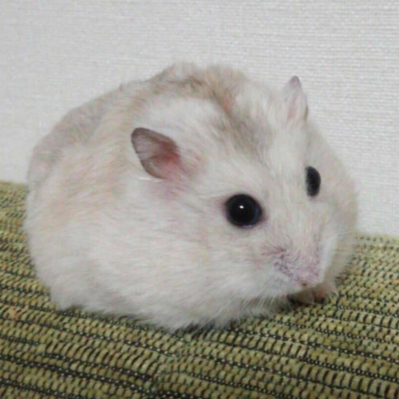 中村明