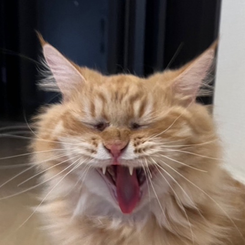 ちーずとまろん