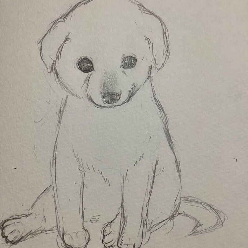 シロトイ　おおきた