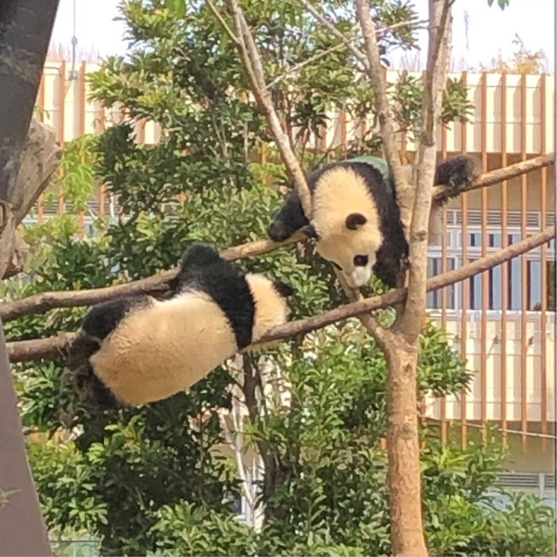 あいちゃんうさぎ