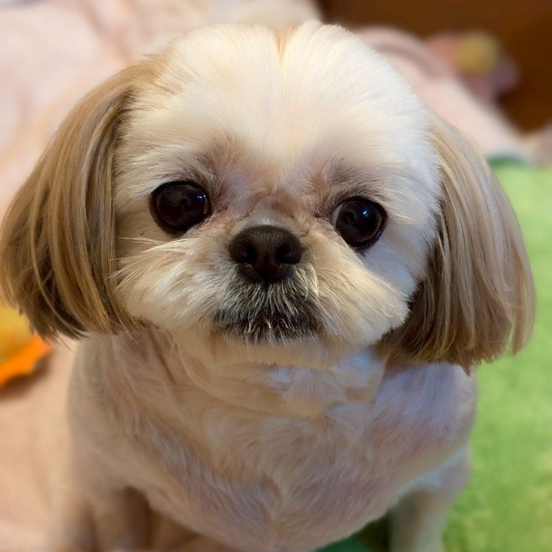 さとうちひさや