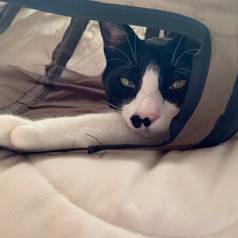 こばやしあゆみ