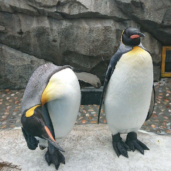ペンギン