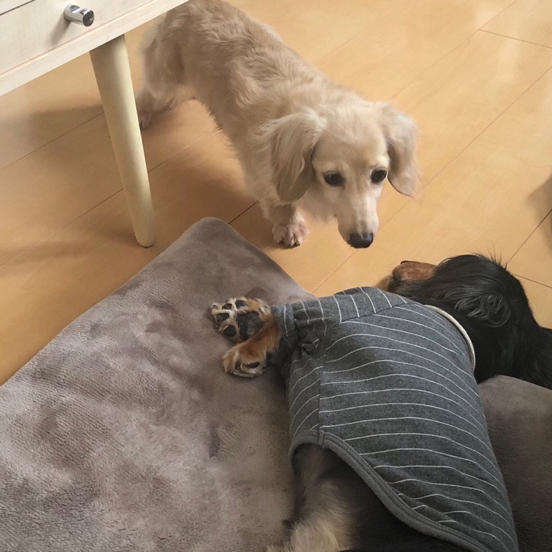 🌿𝚍𝚘𝚐 𝚑𝚘𝚞𝚜𝚎 𝙻𝚒𝚕𝚢🌿