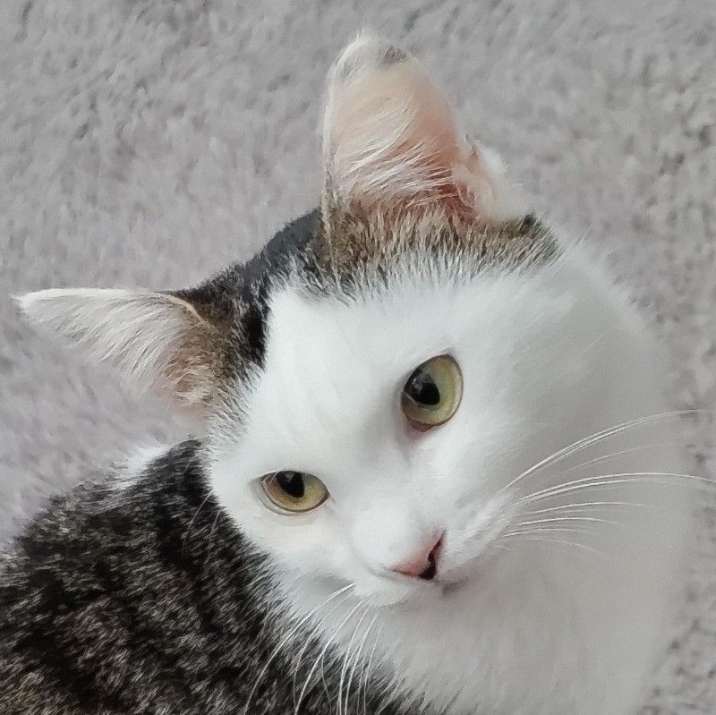 おおばん