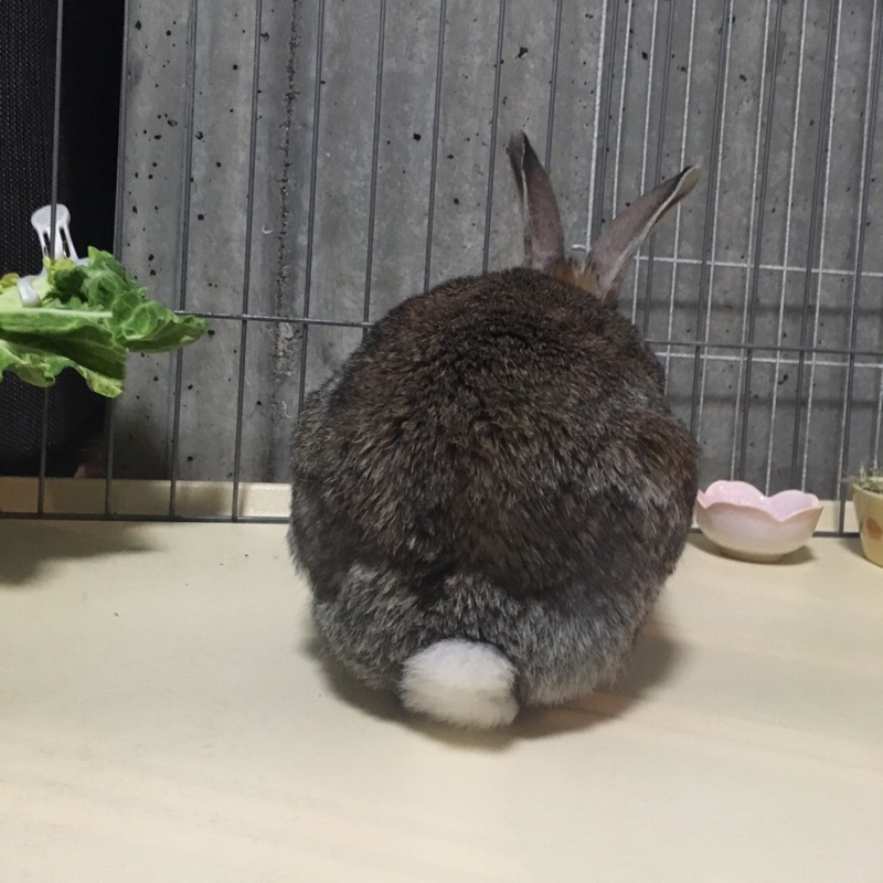 こるころも
