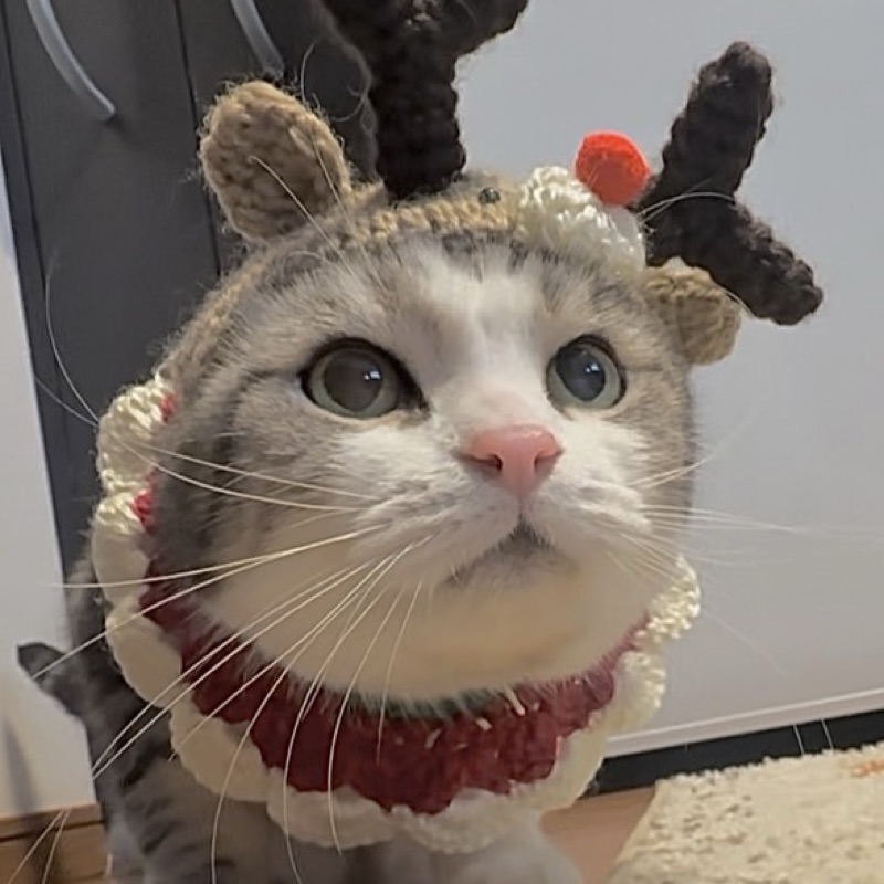 Sachiko.( ﾐΦﻌΦ)ฅ