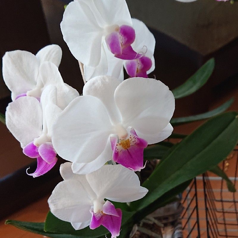 リエゾンテニス