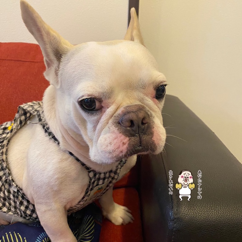 ふるたに　みえ