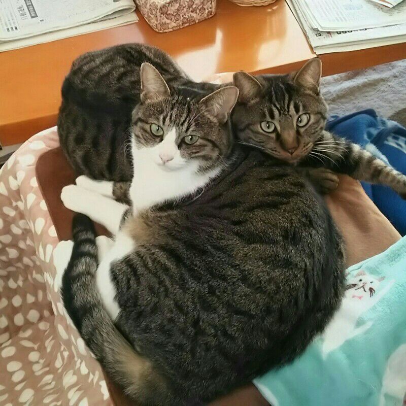 おうえんにゃん