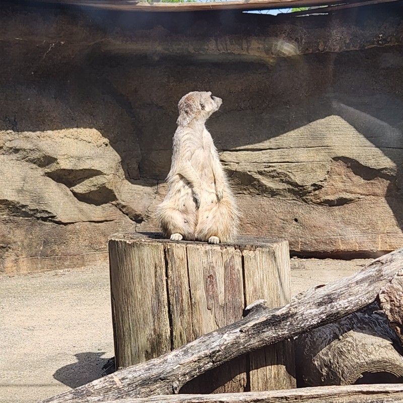 ken1sato（サトケン)