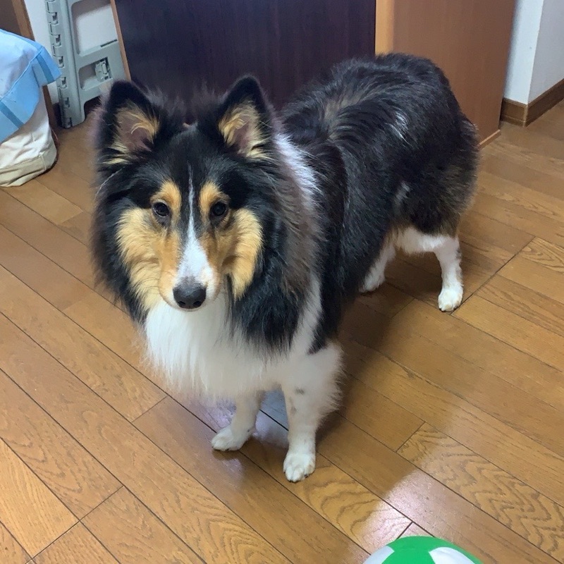 宥望子（にむ）