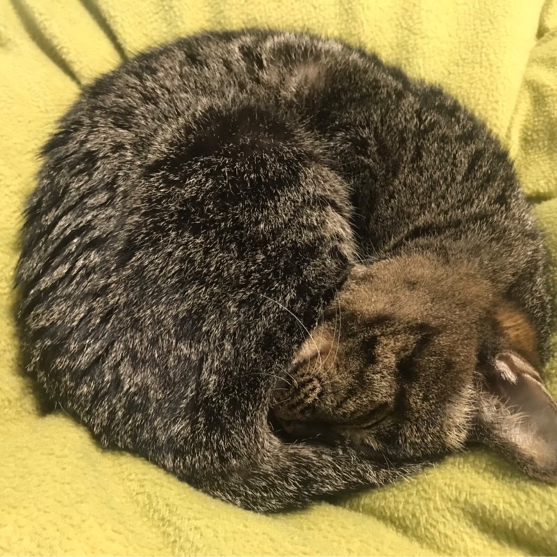 ひきた