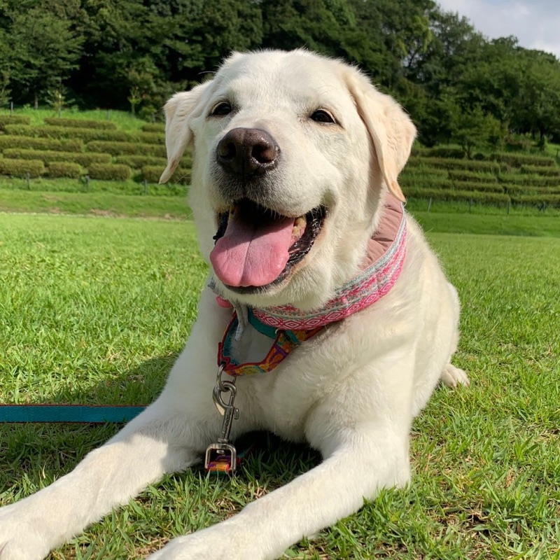 やまもと  けいこ