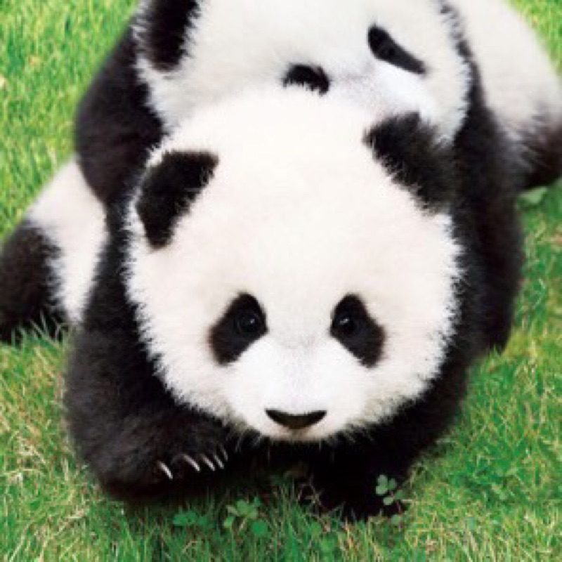 🐼🐼