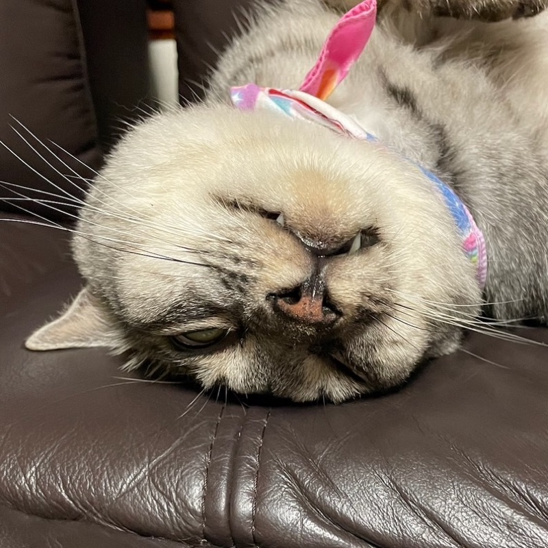 あめおる