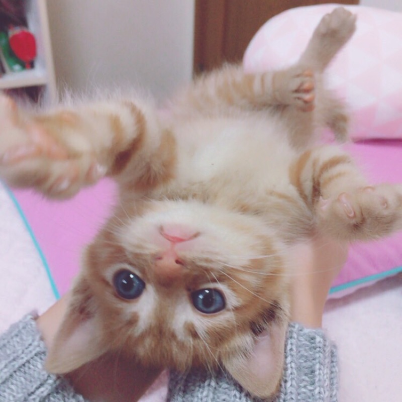 ちゃあこ♪(๑ᴖ◡ᴖ๑)♪