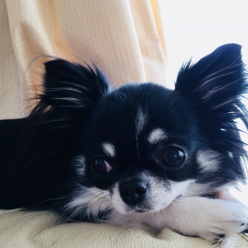 ブラックビーンズ