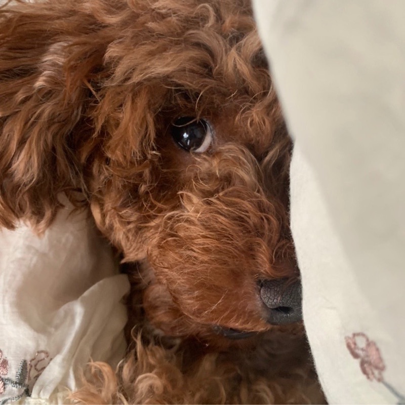 ヤマギシ フウカ