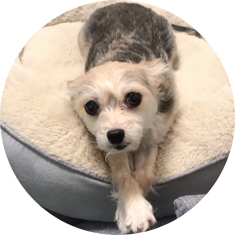 chieʕ•ᴥ•ʔ🍭💓✨