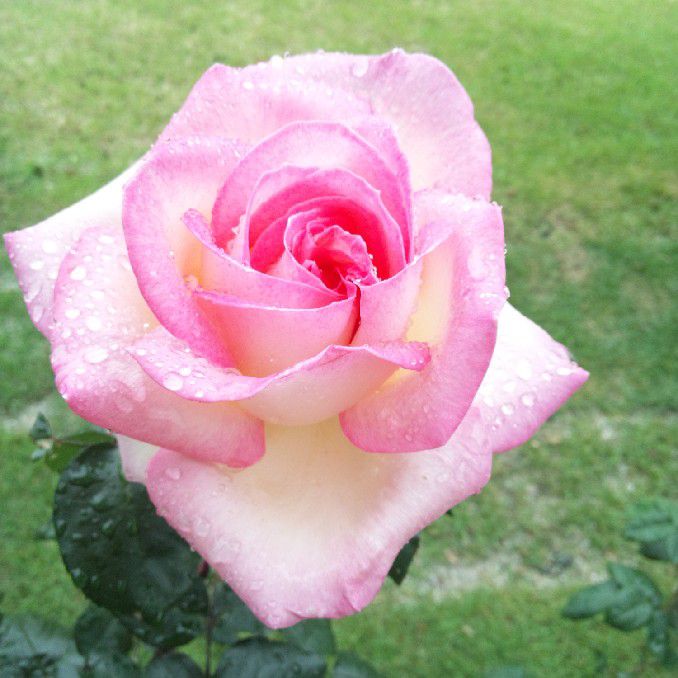 カマチ　ミスズ