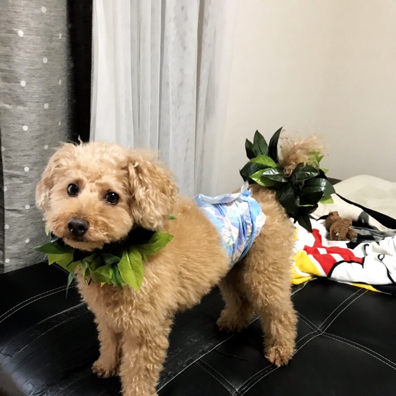 おかもとゆみこ