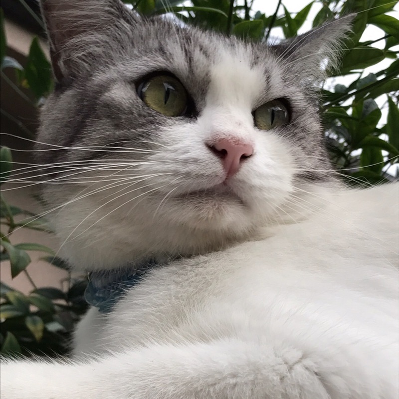 あかさかのりこ