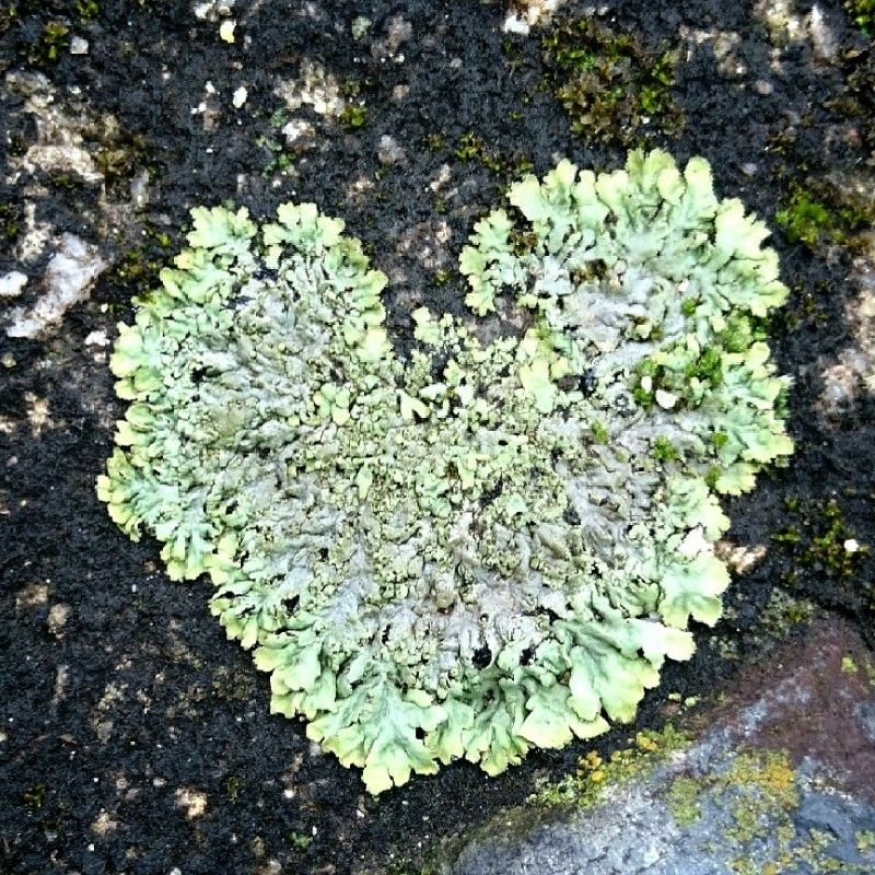 たきい🌻なおこ