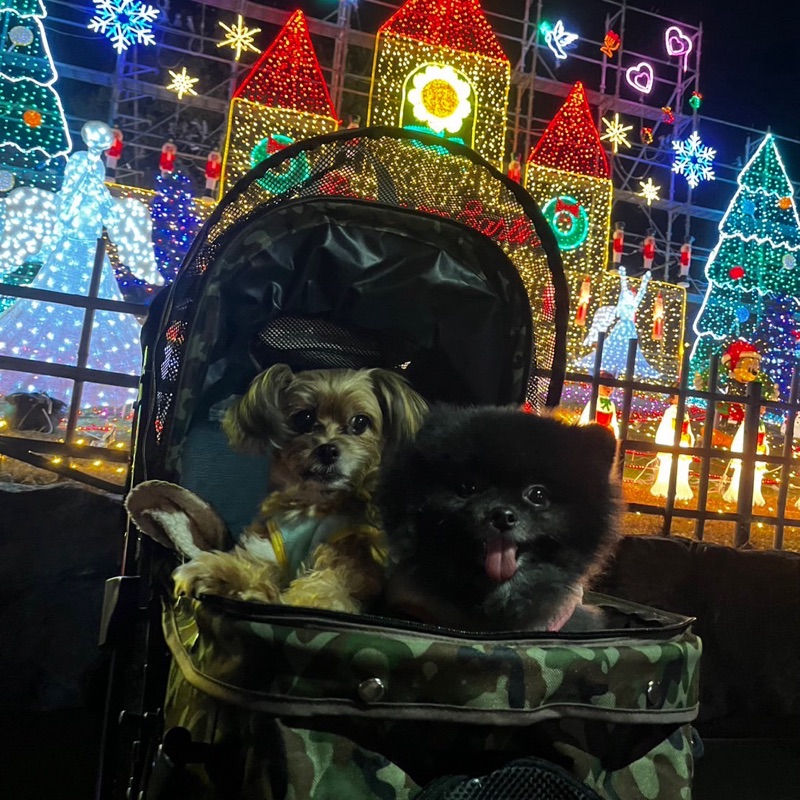 yocchi*.☆´•ᴥ•`☆*ﾟ