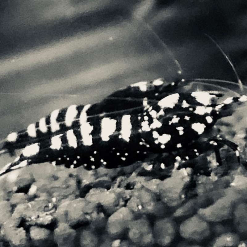 建築屋石澤（株）