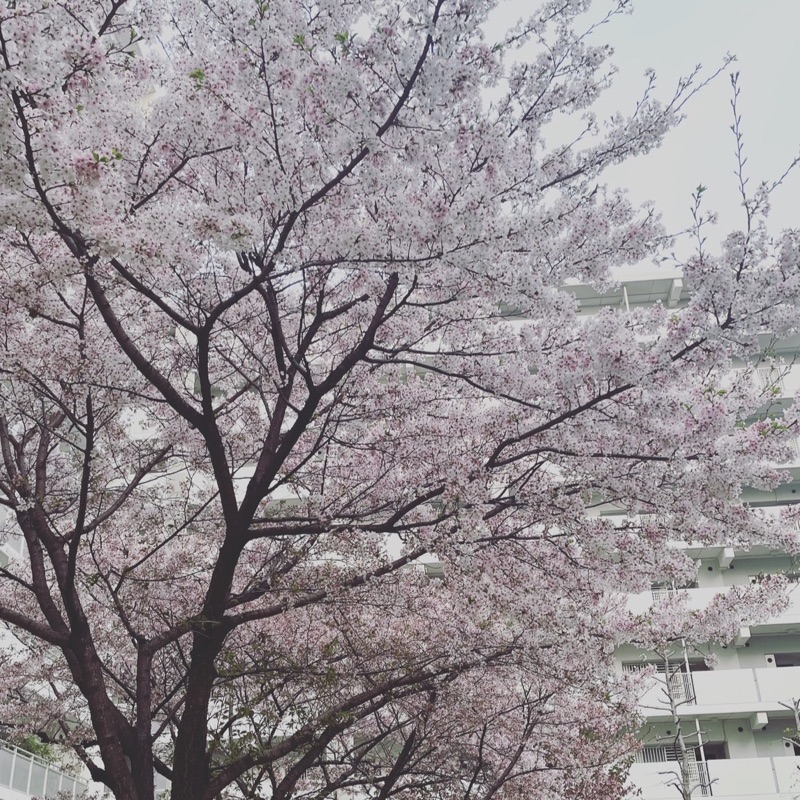 なかにし（たかしま）ひろみ