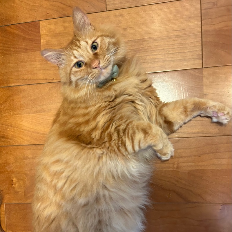 にゃん