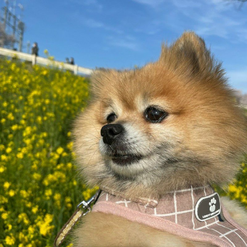 おだ あつ(しもの)